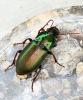 Harpalus distinguendus